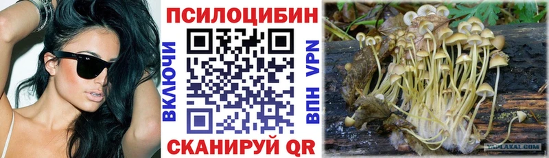 купить   Козловка  Галлюциногенные грибы Cubensis 